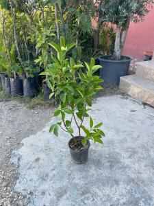 SAKSIDA 4 ADET İTHAL KARTOPU VİBİRNUM LUCİDUM FİDANI 80-100 CM