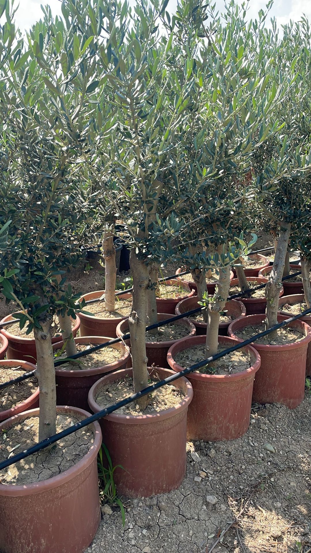 Saksıda 6 yaş Gemlik zeytin ağacı