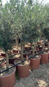 Saksıda 6 yaş Gemlik zeytin ağacı