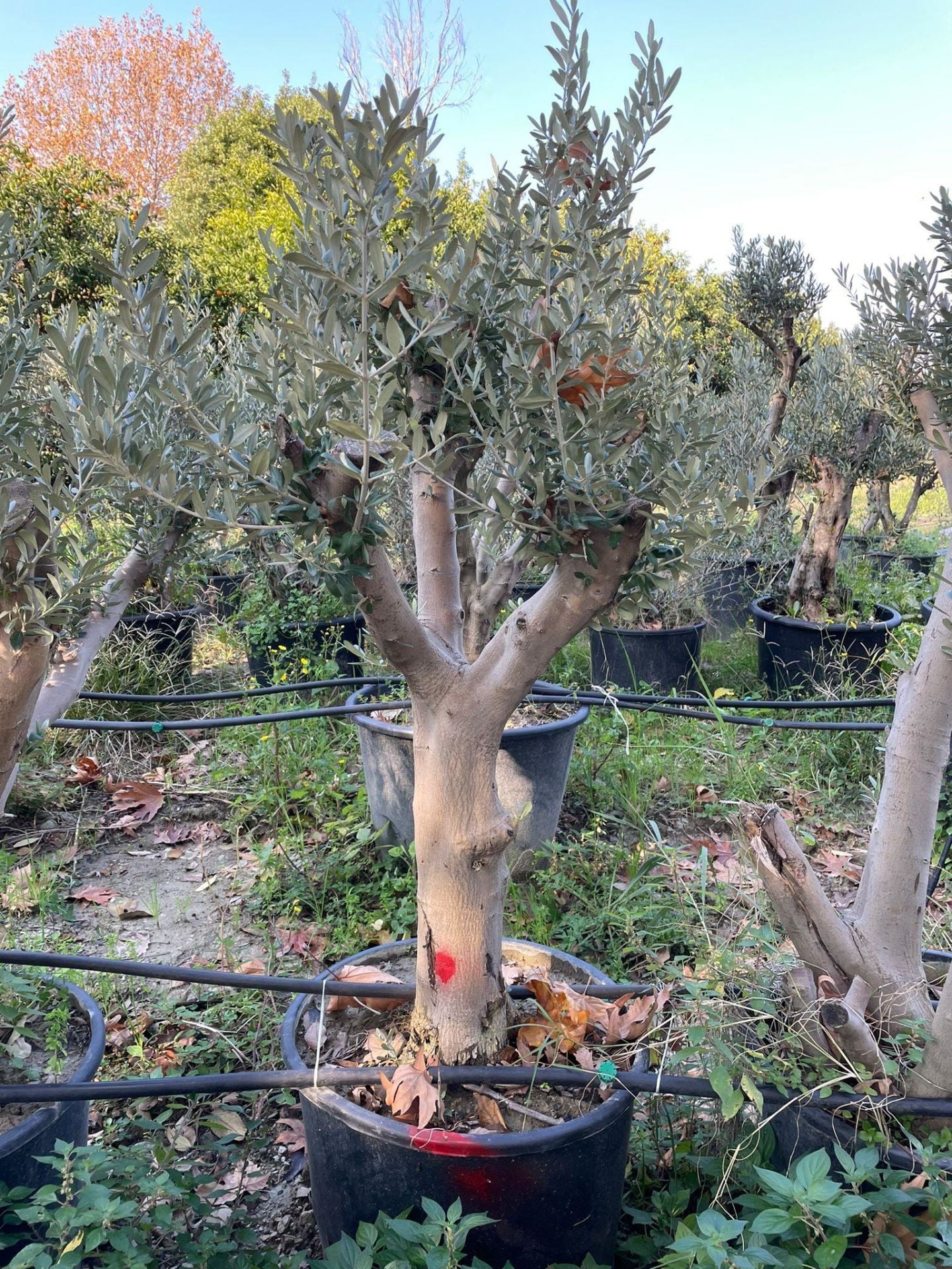 20 YAŞ 65 LT SAKSIDA BODUR GEMLİK ZEYTİN AĞACI GÖVDE ÇAPI 50-80 CM (BOY 100-120 CM)