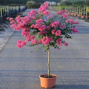 SAKSIDA OYA AĞACI FİDANI 4 YAŞ 80-100 CM