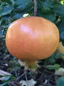 TÜPLÜ KATIRBAŞI NAR FİDANI100-120 CM