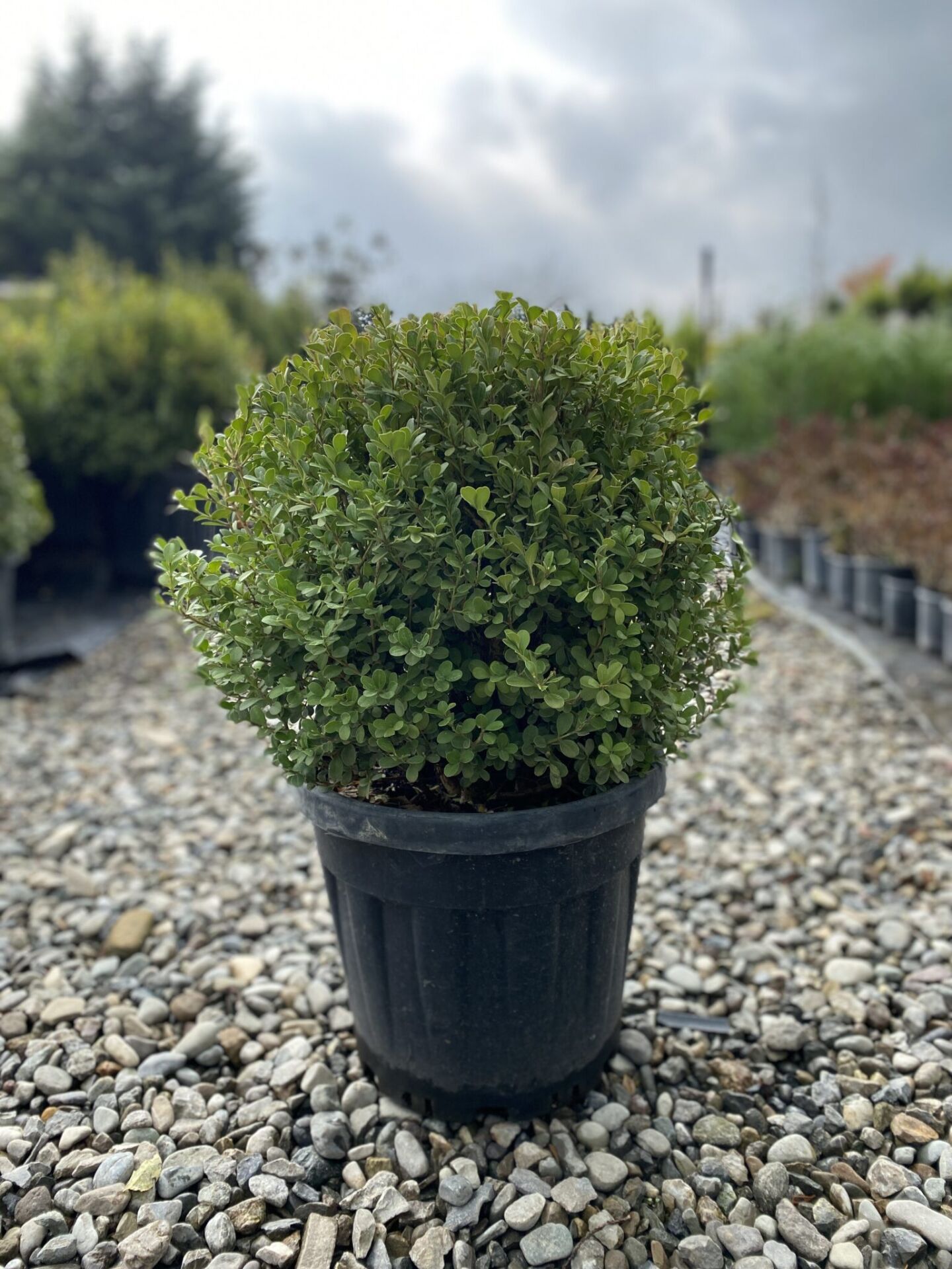 SAKSIDA 4 YAŞ TOP ŞİMŞİR FİDANI