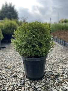 SAKSIDA 4 YAŞ TOP ŞİMŞİR FİDANI