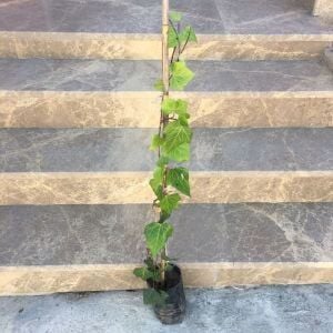 4 ADET DUVAR SARMAŞIĞI HEDERE BOY 70-90CM