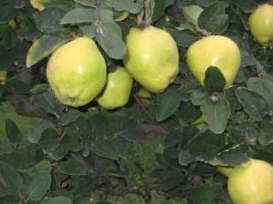 5 YAŞ SAKSIDA EŞME AYVA FİDANI BOY 150-200CM