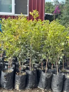 TÜPLÜ ANTEP FISTIĞI Uc1 ANAÇLI 2 ADET ERKEK-DİŞİ AŞILI TEKİN ÇEŞİDİ YAŞ 2 BOY 60-80